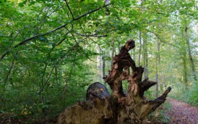 Botanische Wanderung rund um Talwald und Bürgerseen